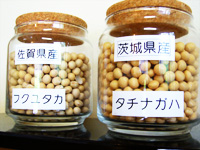 フクユタカとタチナガハ